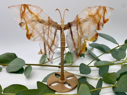 Schmetterlinge Golden Healer