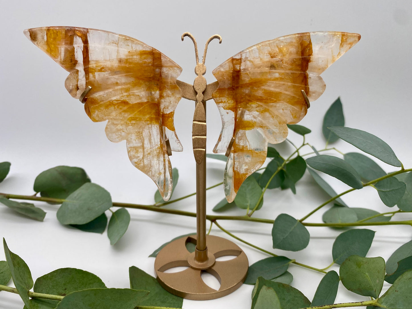 Schmetterlinge Golden Healer